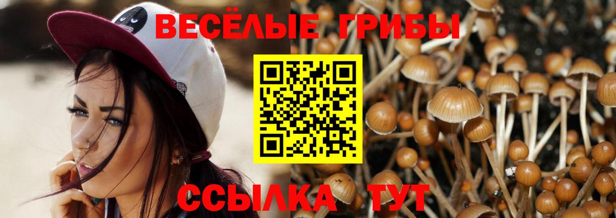 Псилоцибиновые грибы Psilocybe Междуреченск